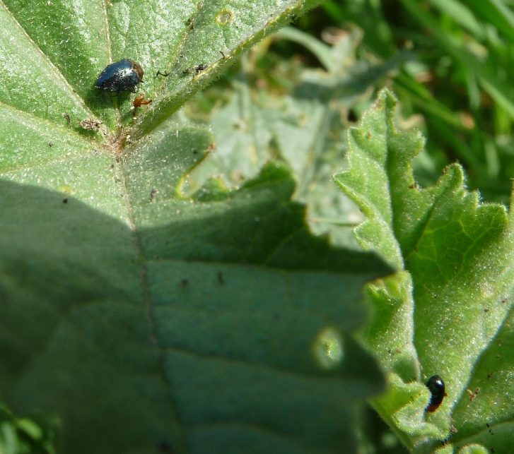 Altri coleotterini della malva: Buprestidae: cfr. Trachys coruscus